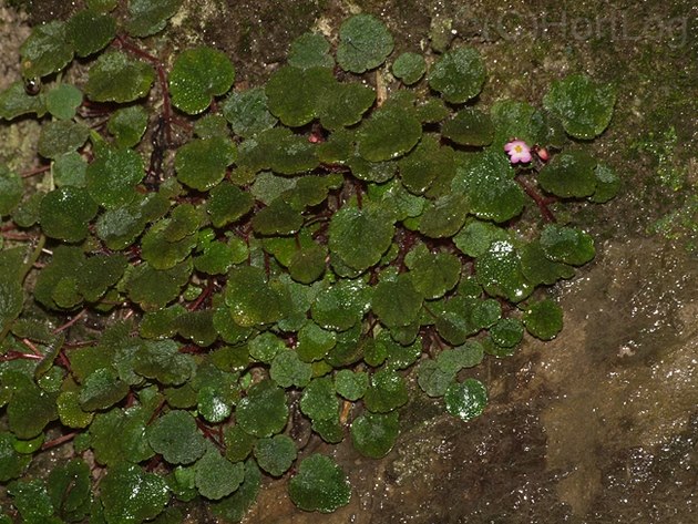 B. sibthorpioides var. sibthorpioides